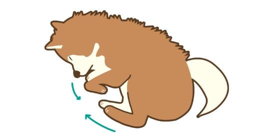 ペットが亡くなったら