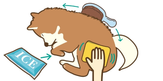 安心で即日対応可能なペットセレモニー